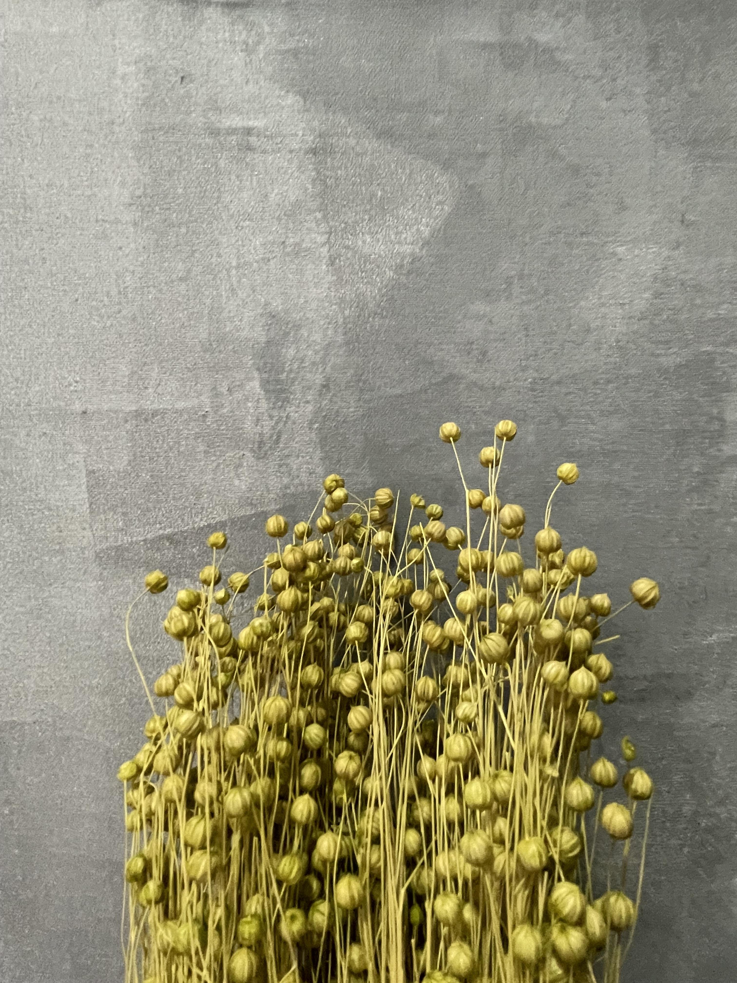 臨花果(富貴豆)