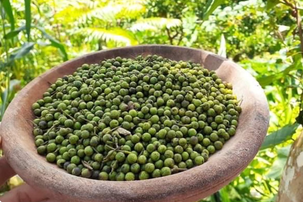 Dr.馬告舒 告訴你只有台灣人才知道的馬告使用秘辛