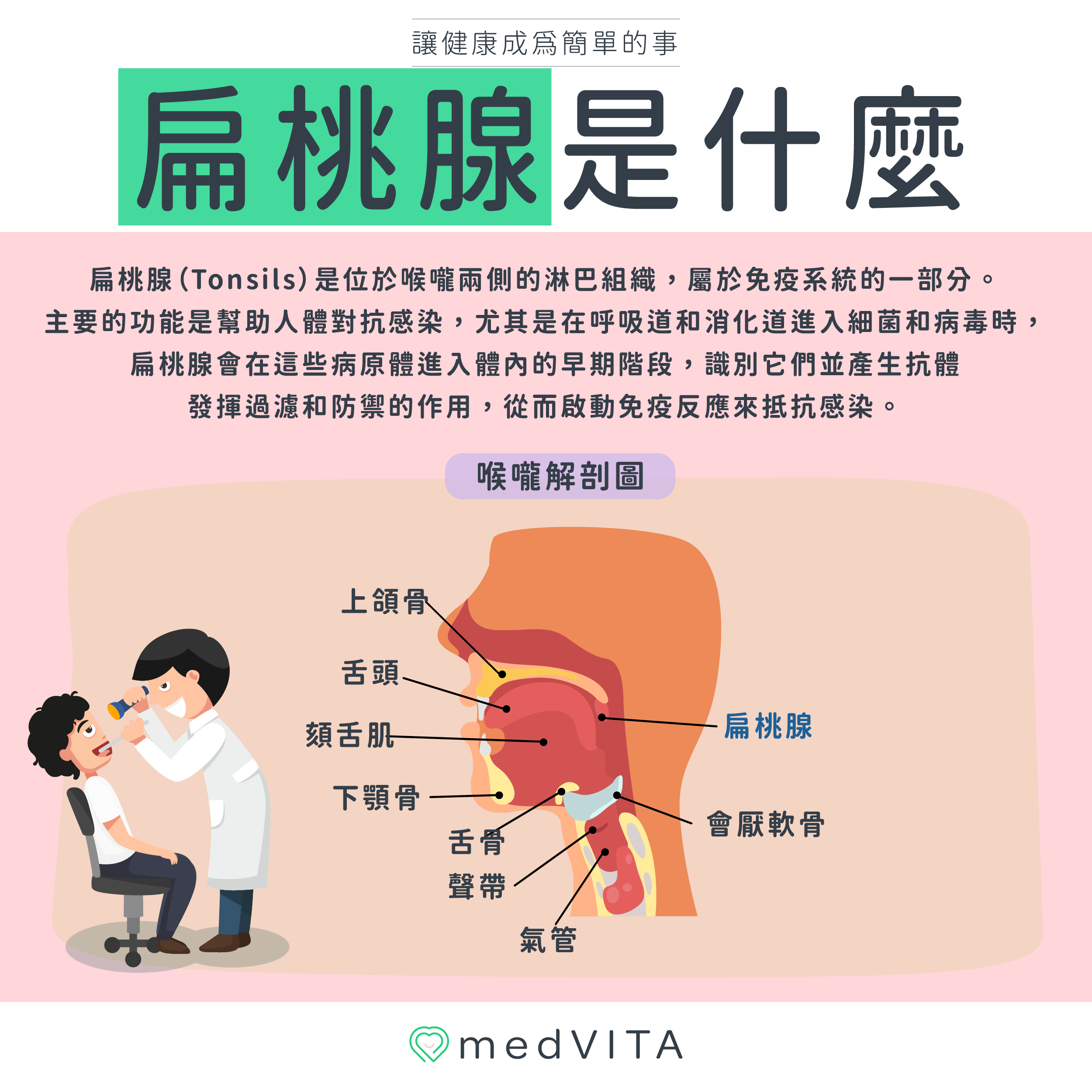 覺㦡medVITA | 扁桃腺是什麼