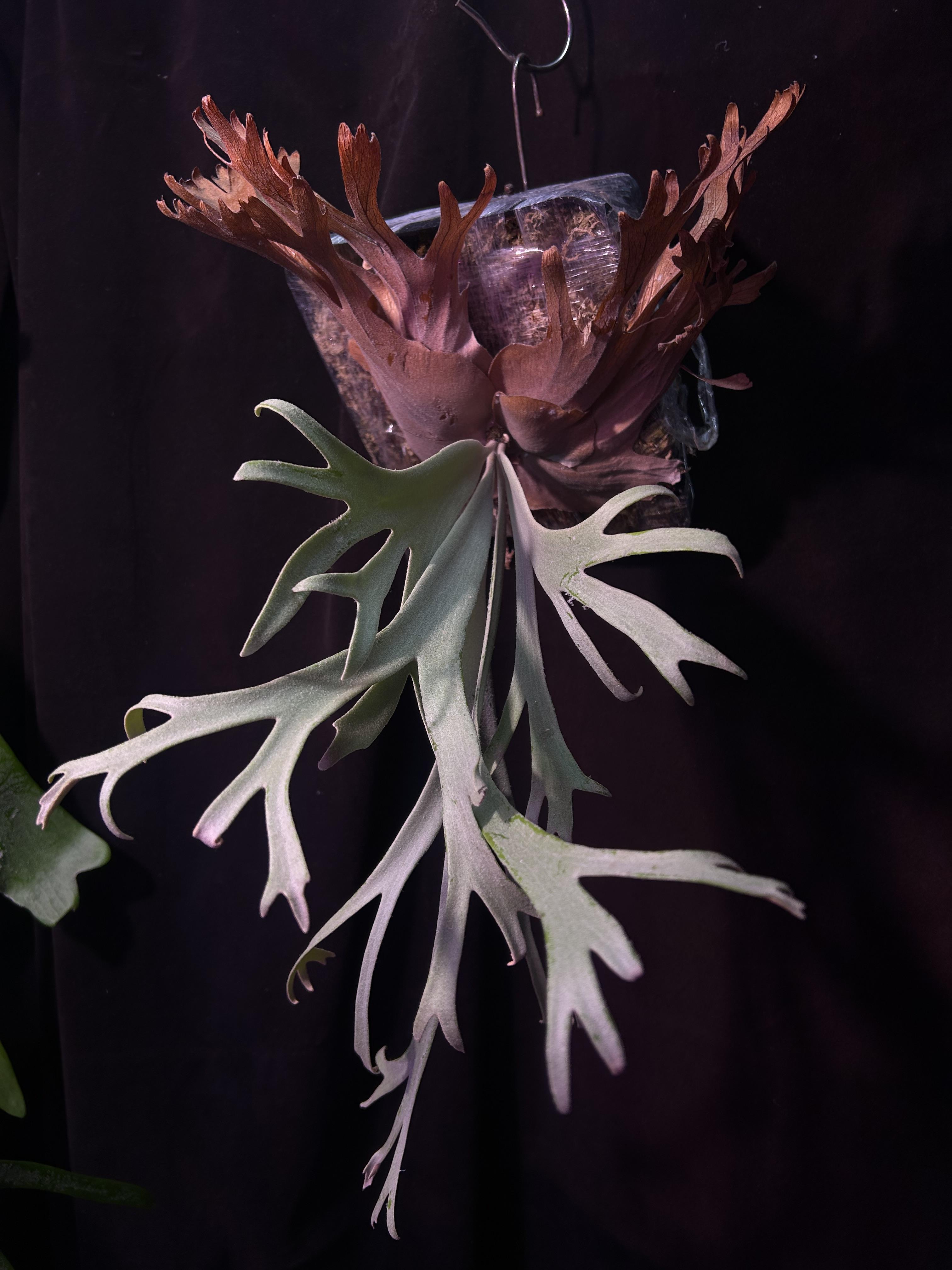 P. willinckii “yellow moon “ sporeling