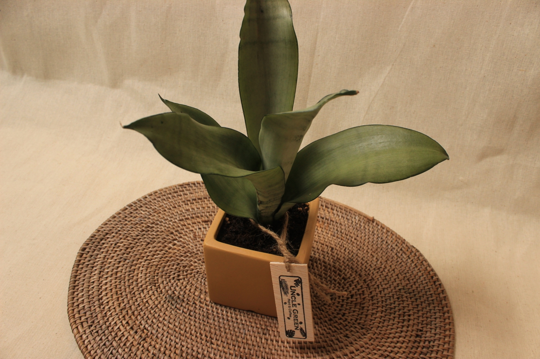 正立方盆_銀后虎尾蘭