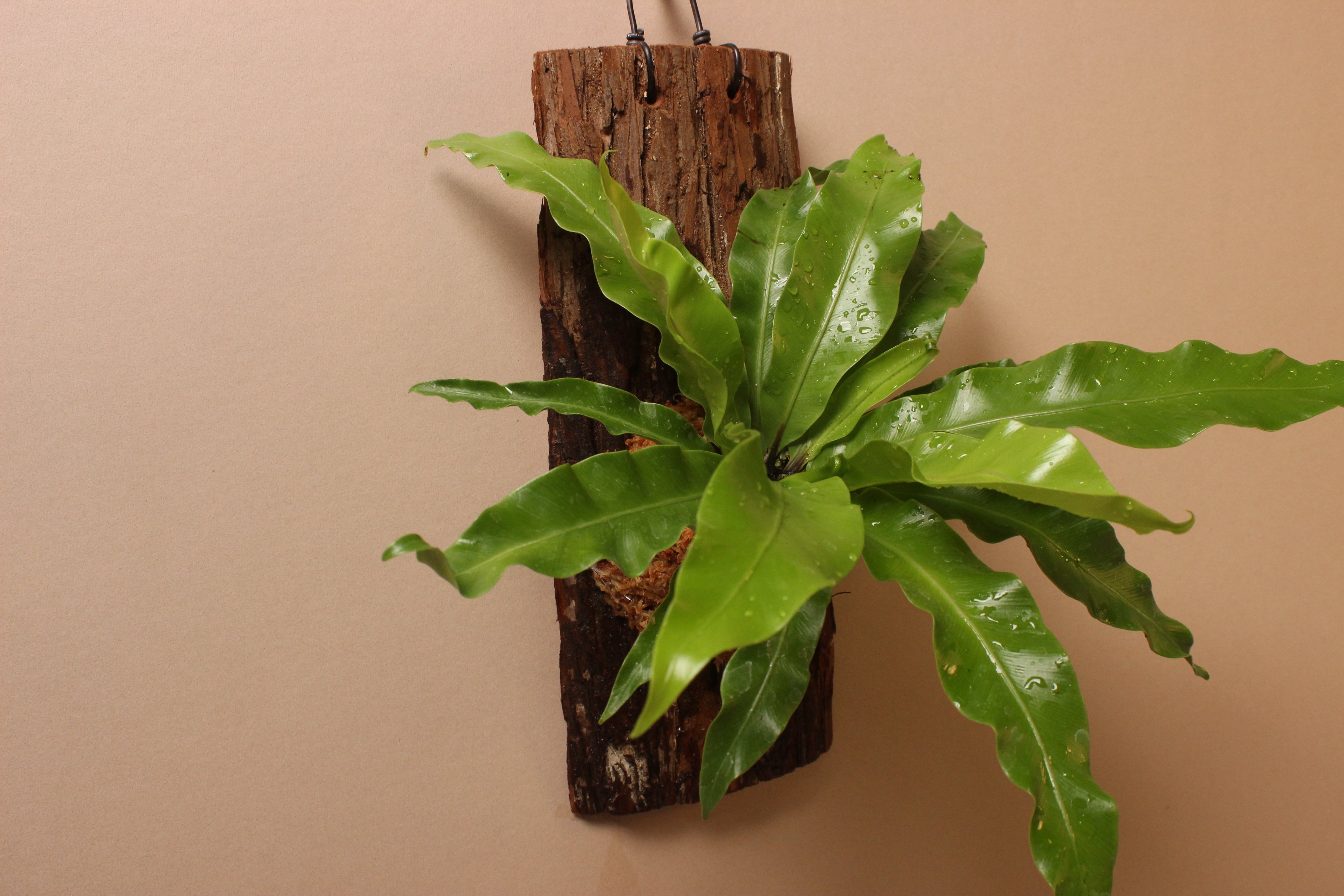 樹皮板_鳥巢蕨（山蘇）