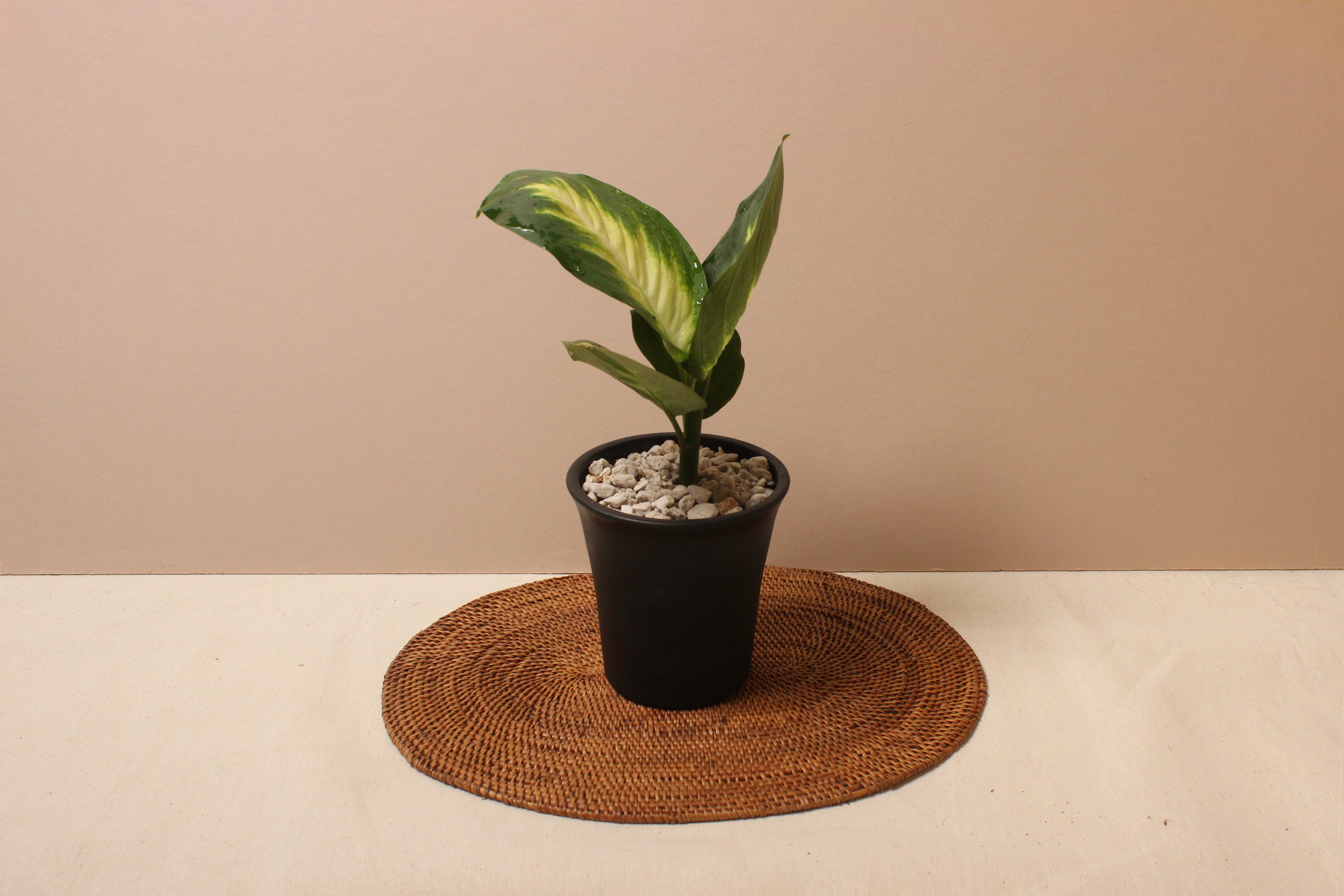 黑如意盆（塑膠）_瑪麗安粗肋草