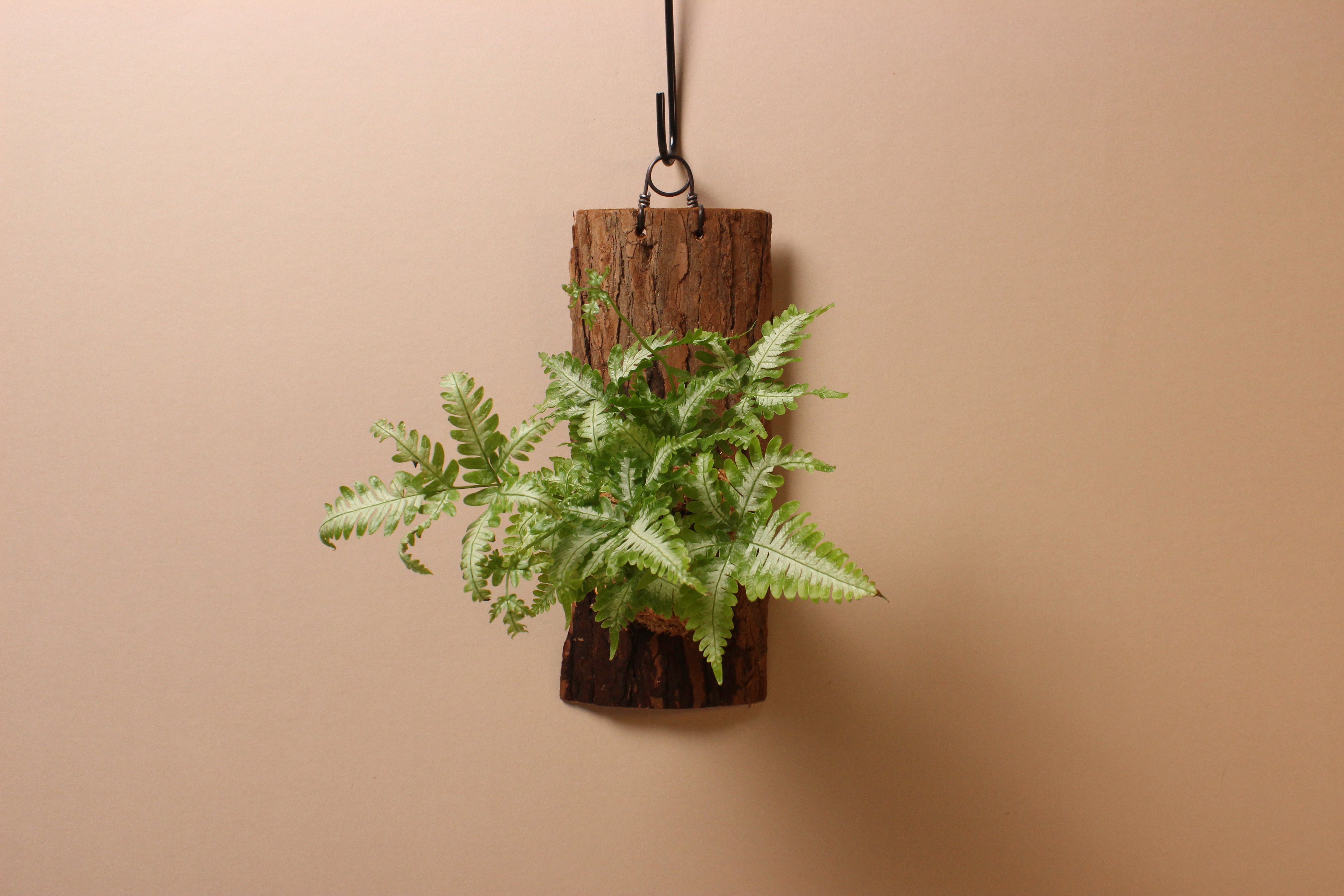 樹皮板_大銀脈鳳尾蕨