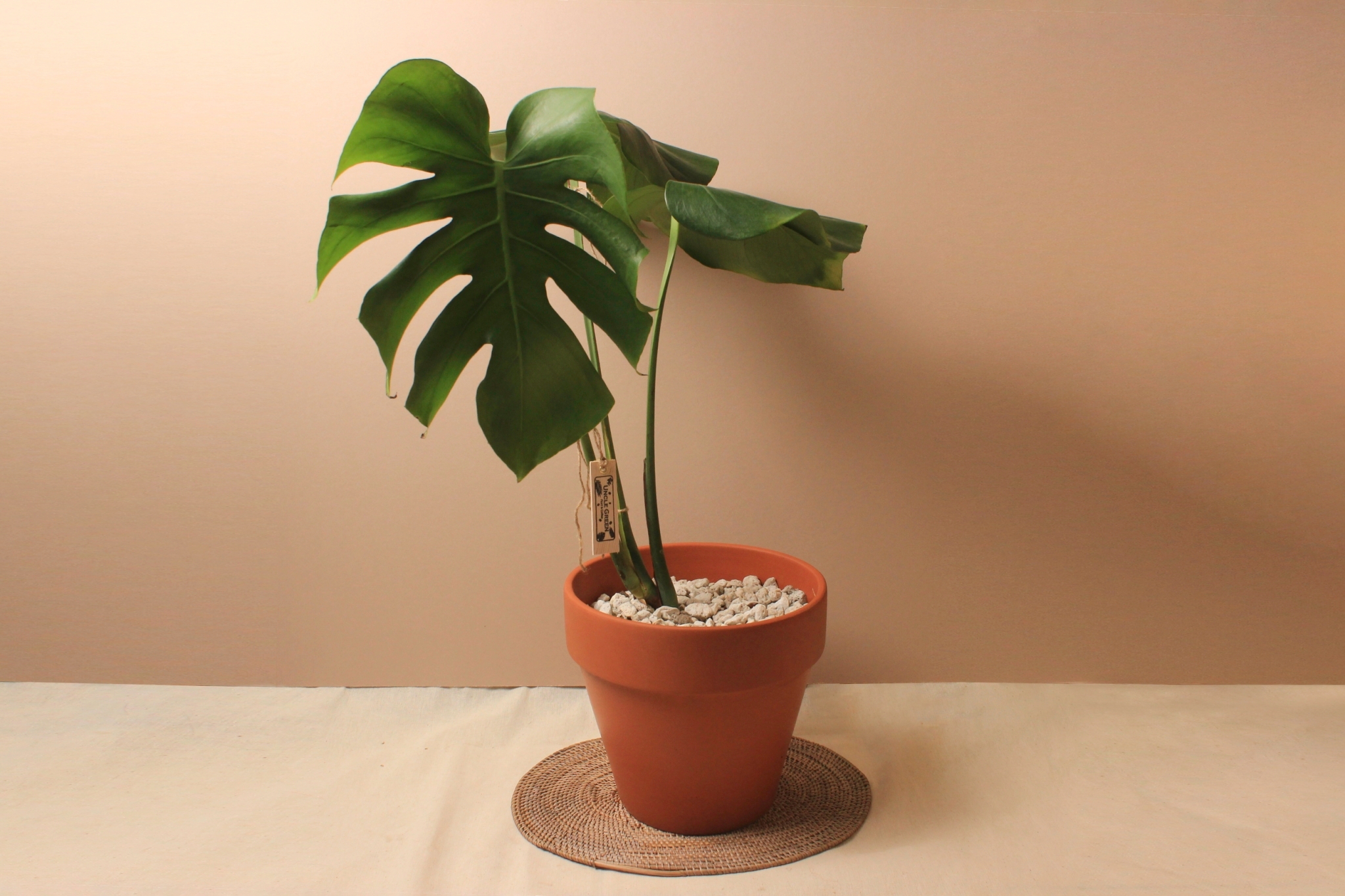 素燒盆_中型龜背芋（歪歪）