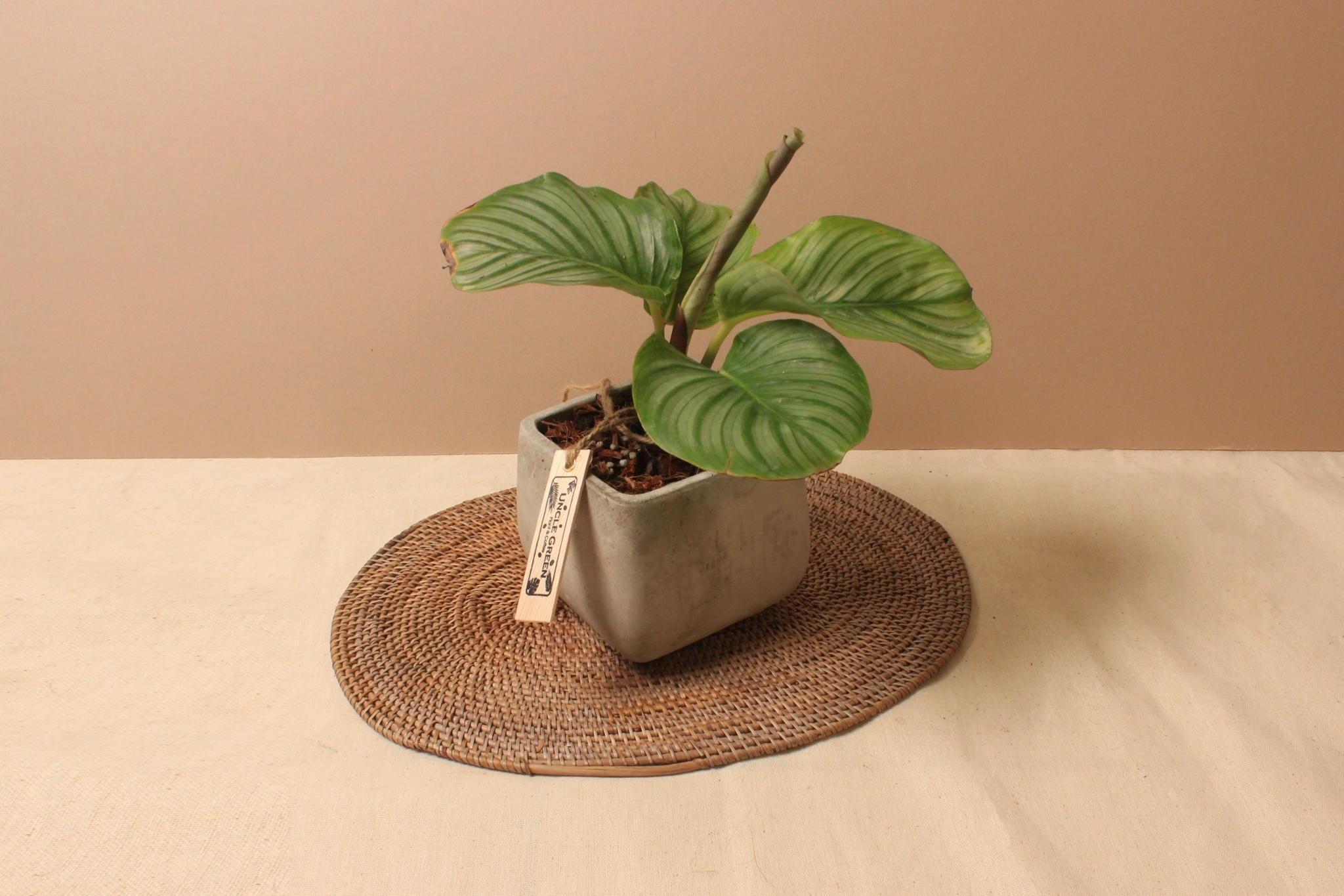 水泥盆_青蘋果竹芋