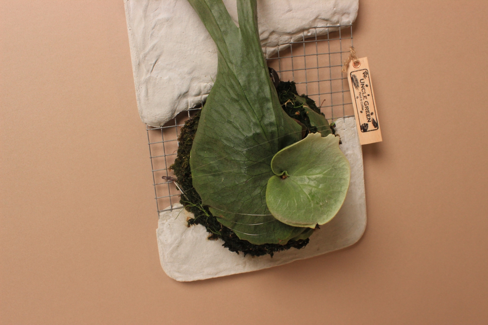 水泥板_女王鹿角蕨