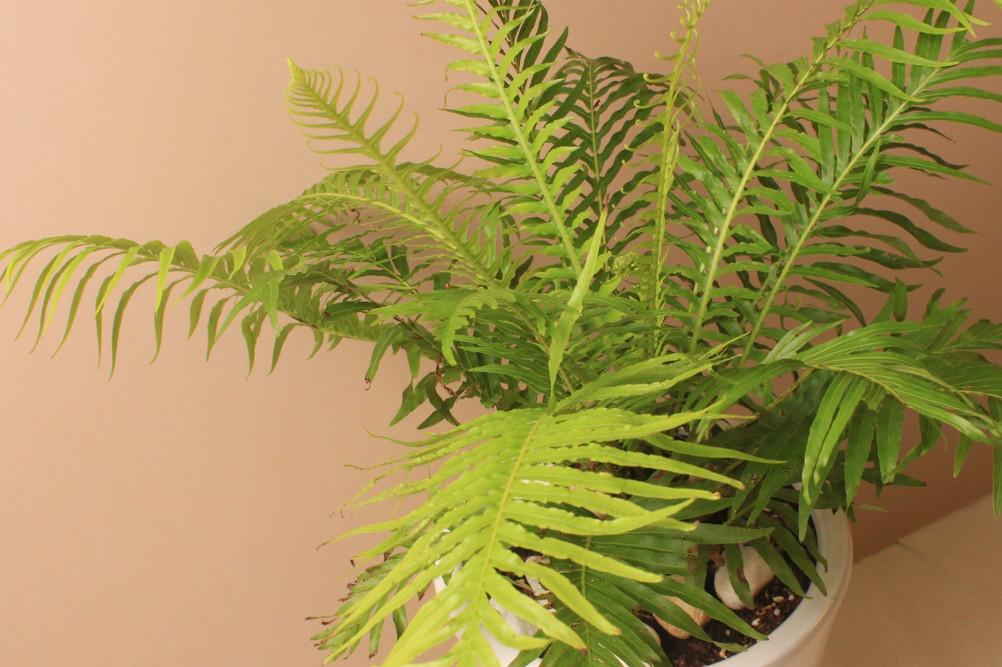 白瓷高盆_美人蕨