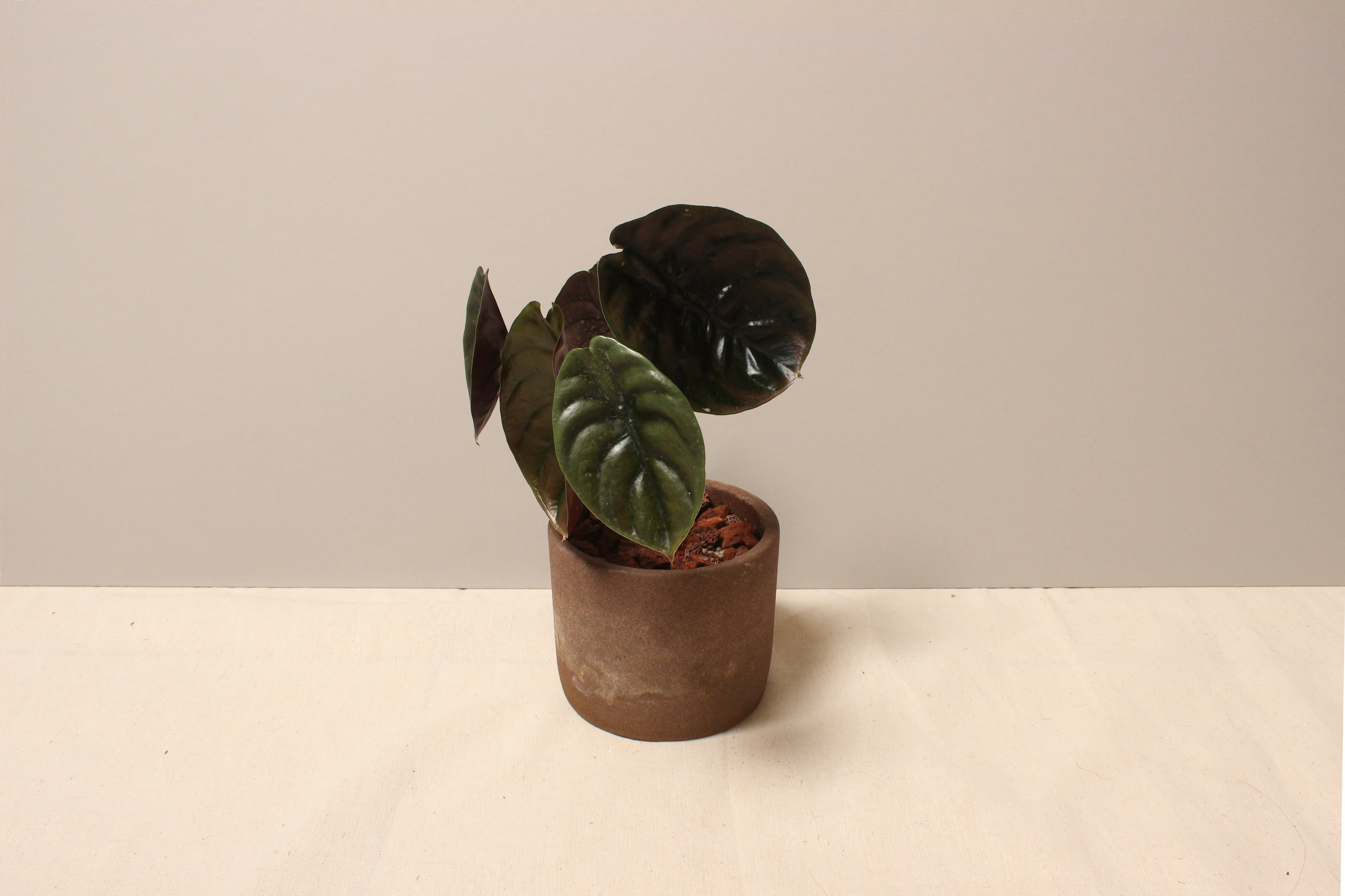 磨砂石盆_銅鏡觀音蓮