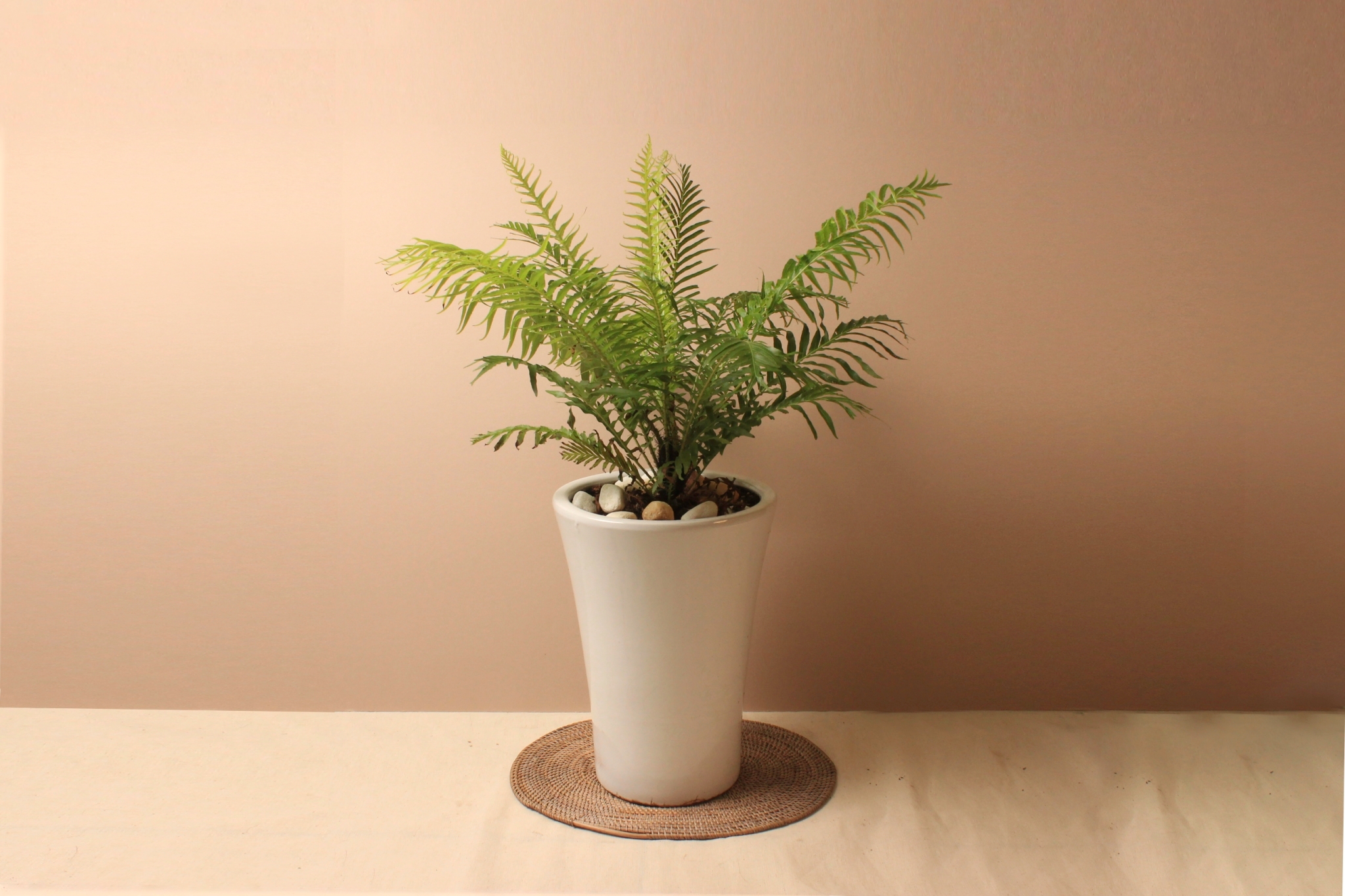 白瓷高盆_美人蕨