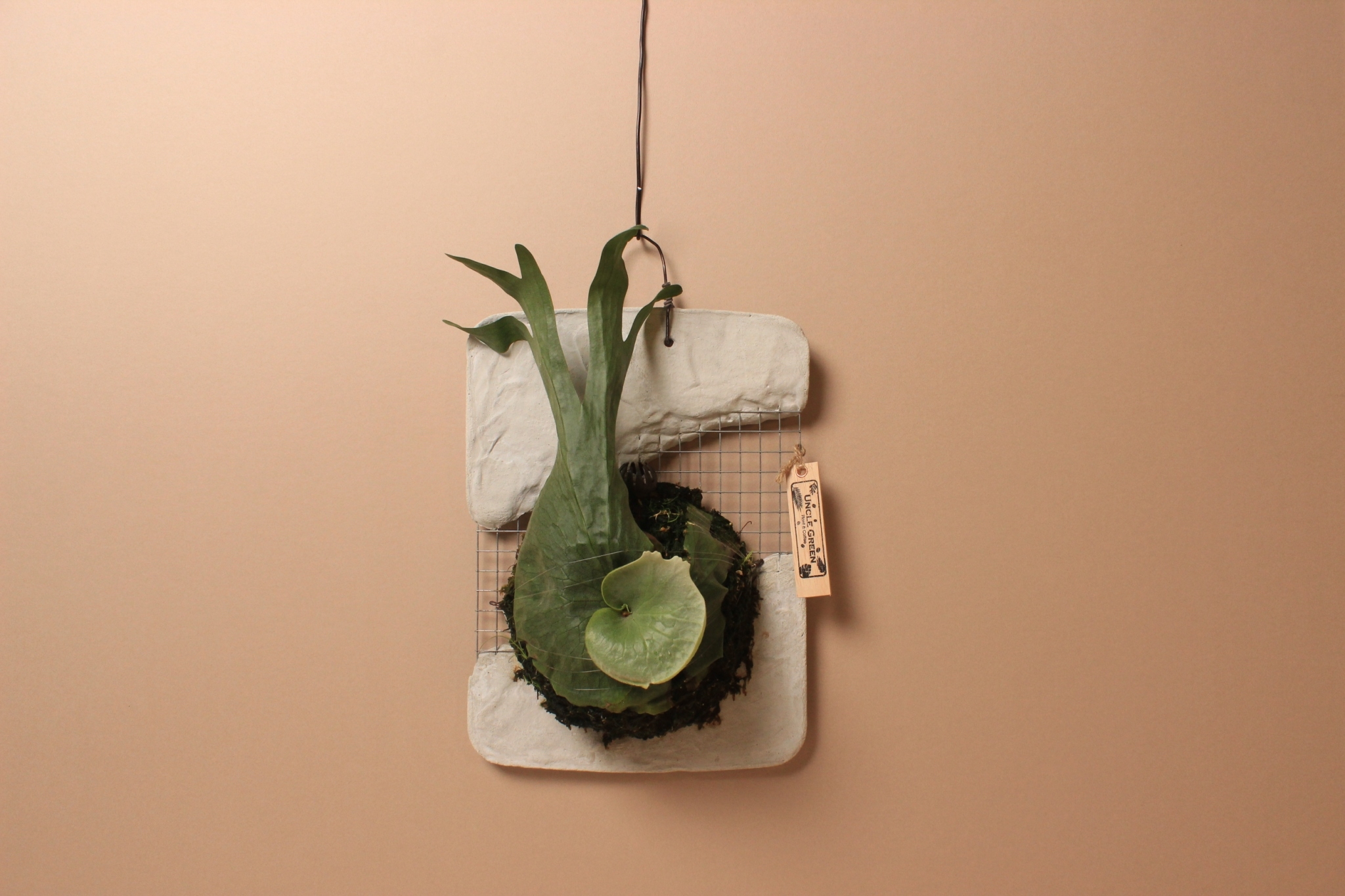 水泥板_女王鹿角蕨