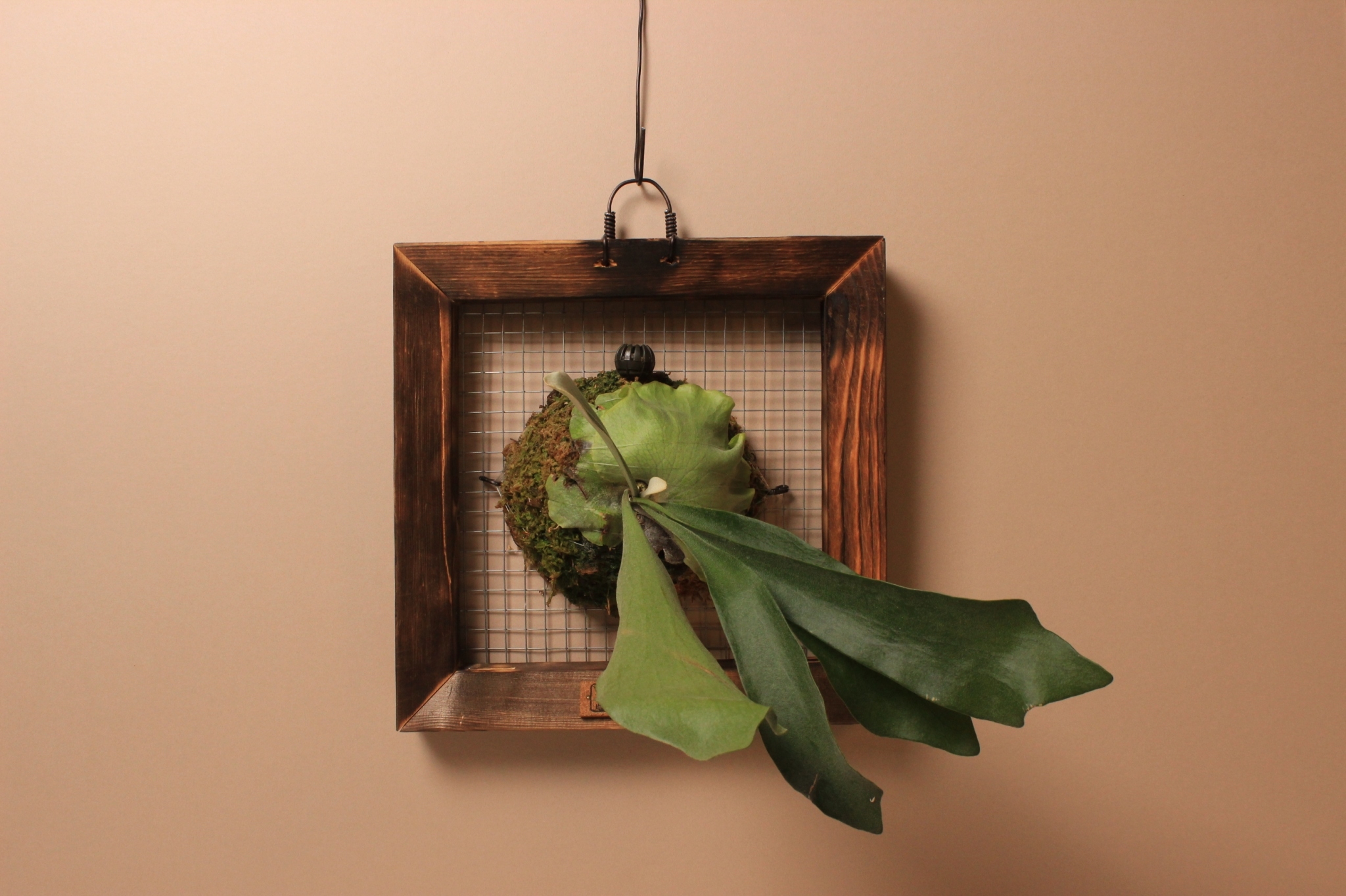 畫框板_二叉鹿角蕨（普鹿）