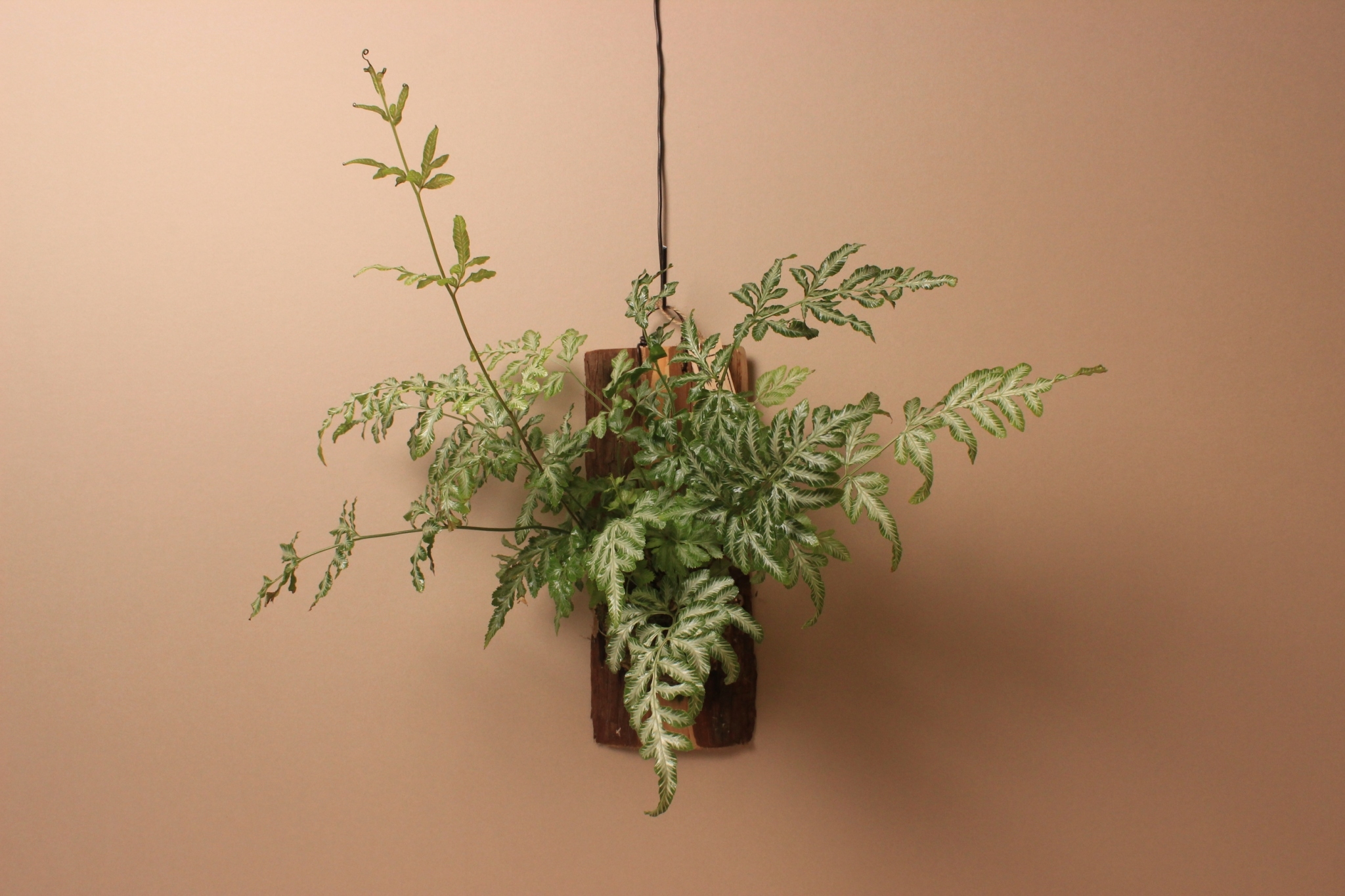 樹皮板_銀脈鳳尾蕨