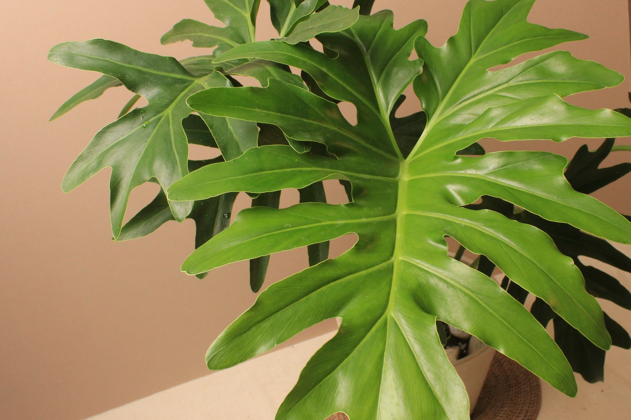 素陶盆（塑膠）_小天使蔓綠絨