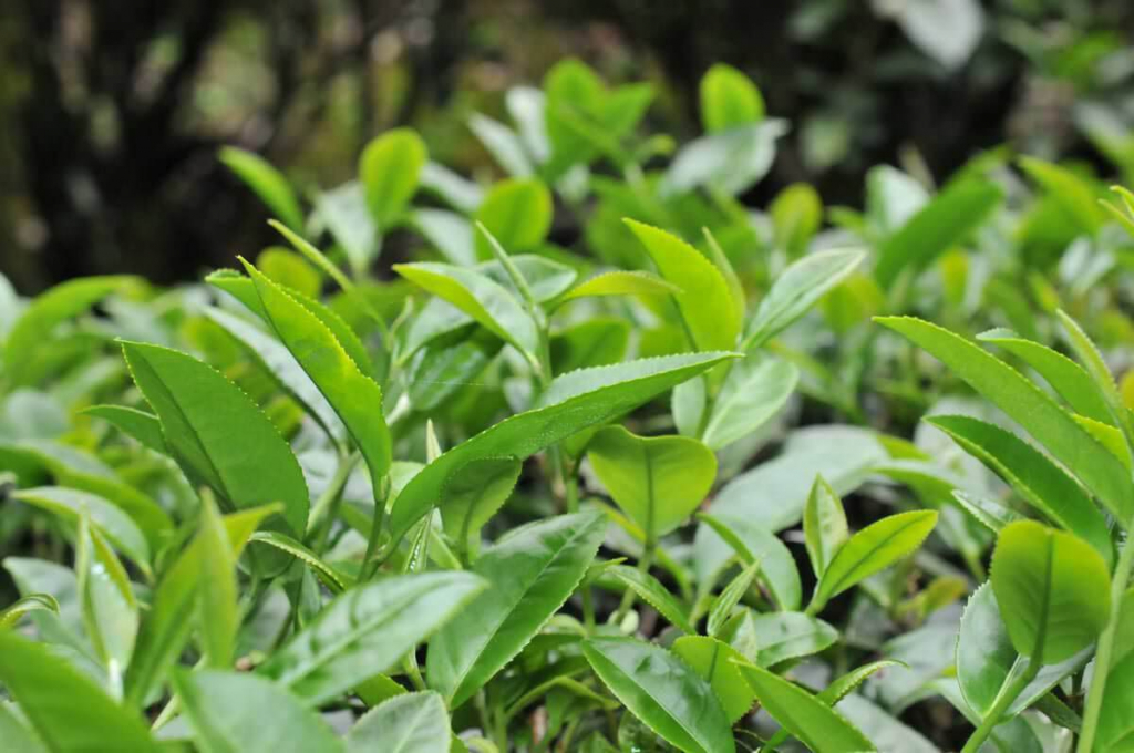 什麼是「一心二葉」？一杯好茶的起點