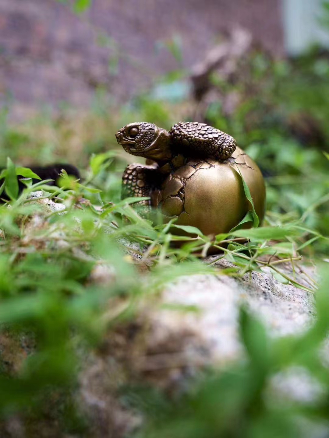 【動物爬蟲】博物誌-加拉巴哥象龜 幼龜破殼