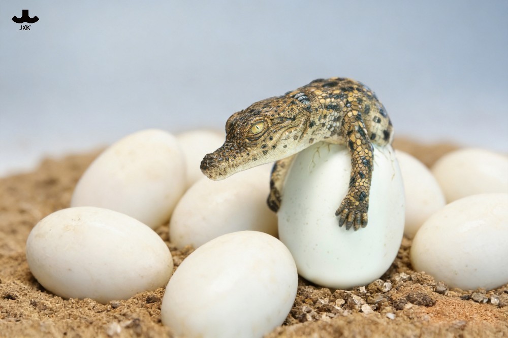 【正版授權】JXK－破殼小鱷魚