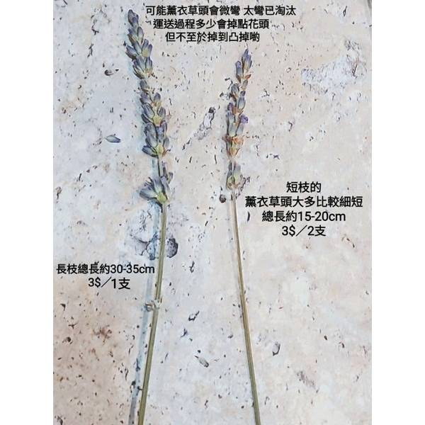 ✿乾燥花 薰衣草✿