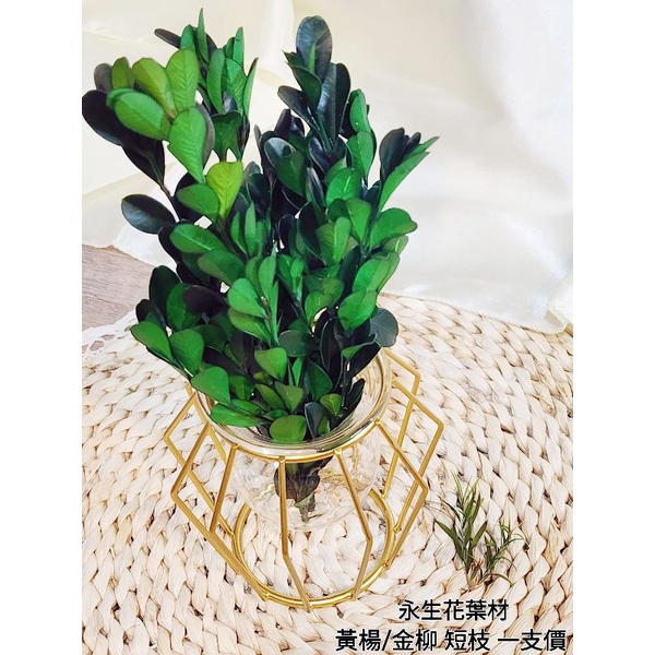 ✿黃楊/金柳✿(8/4已更新)