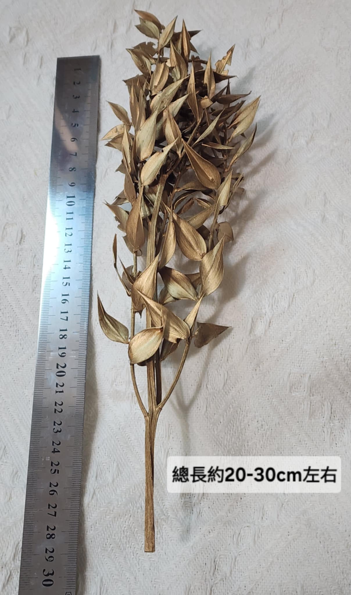 【瑕疵出清特價】富貴葉/樺木葉