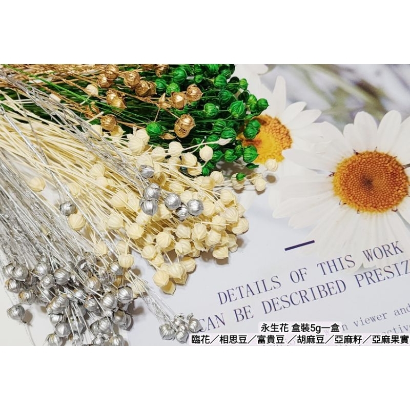 ✭臨花/相思豆/富貴豆/胡麻豆/亞麻果實✭（8／4已更新）