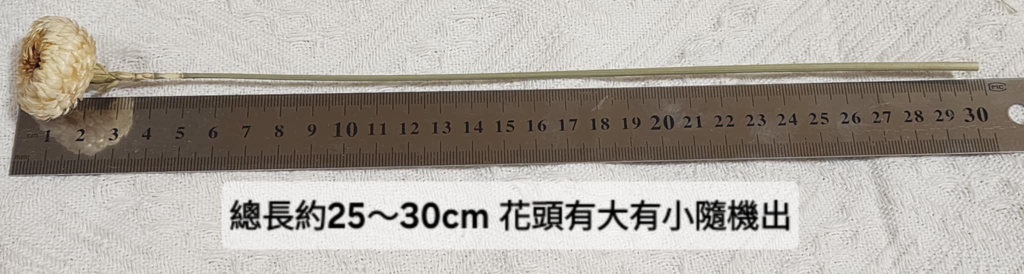 麥桿菊/七彩菊/漂白麥桿菊/菊花