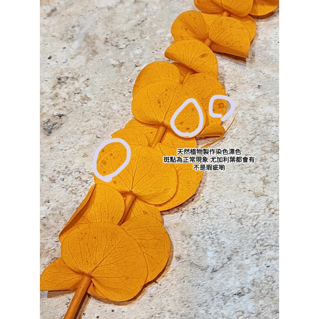 漂白尤加利葉/小圓葉桉/大圓葉桉/蘋果桉