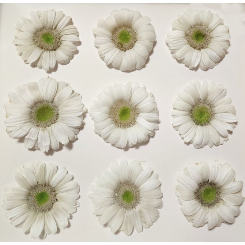 約4-5cm迷你非洲菊/菊花