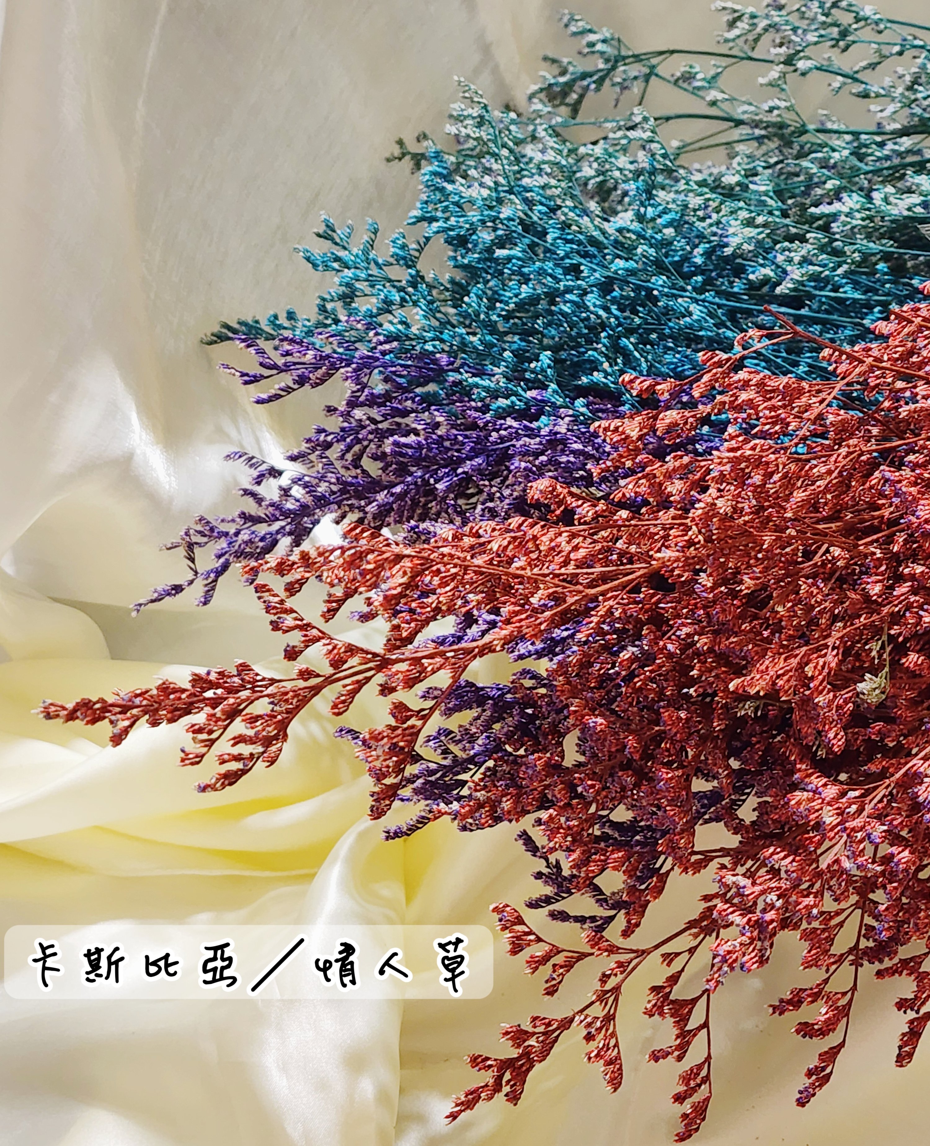 卡斯比亞/情人草