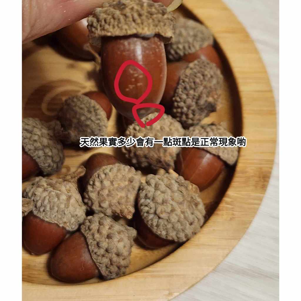 橡果/橡果帽/橡子/橡實（7／30已更新）