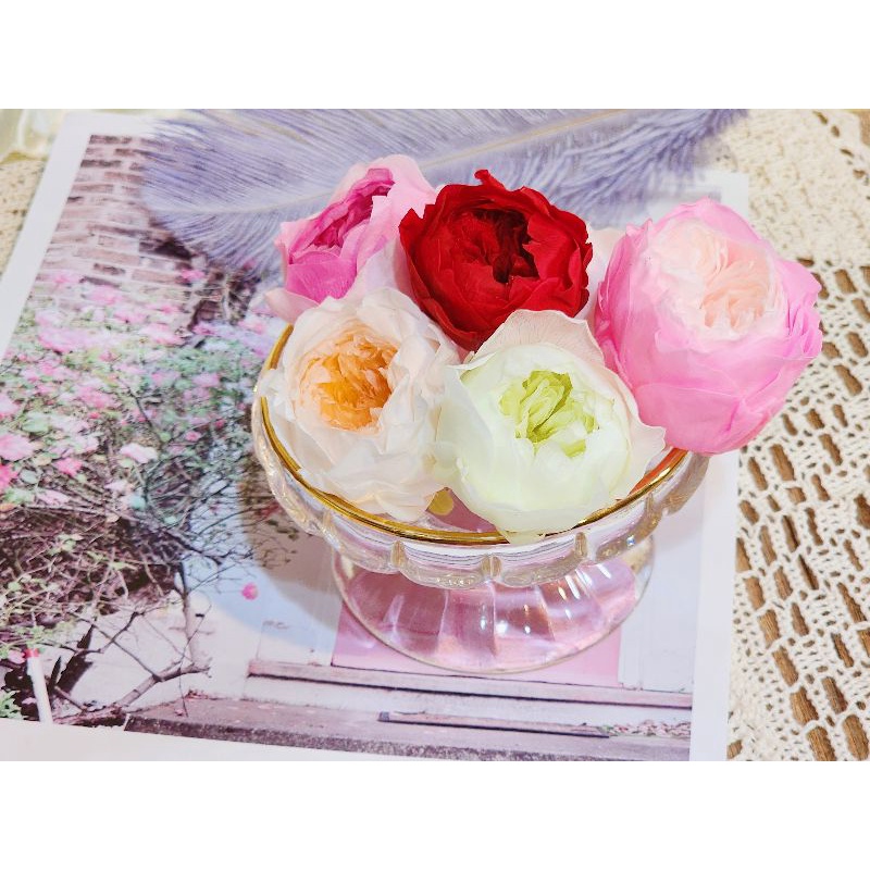 ❁3cm/3-4cm蝴蝶奧斯汀/庭園奧斯汀❁（7／25已更新）