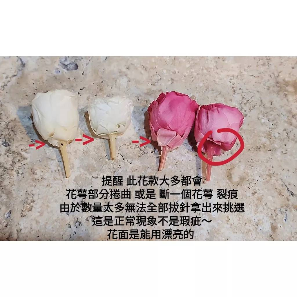 ❤2-3cm奧斯汀/巧克力奧斯汀 17色❤