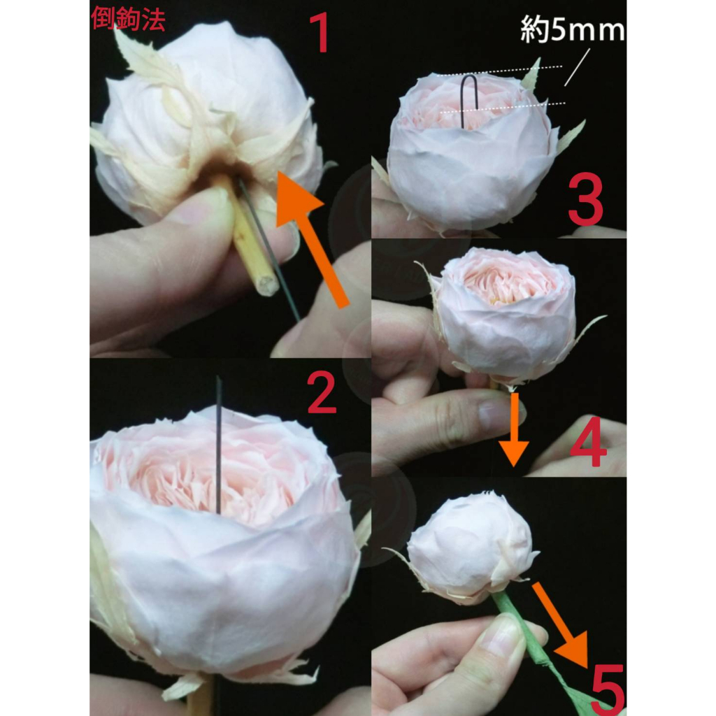 ✵3-4cm巧克力奧斯汀/平頭奧斯汀✵(7/25已更新)