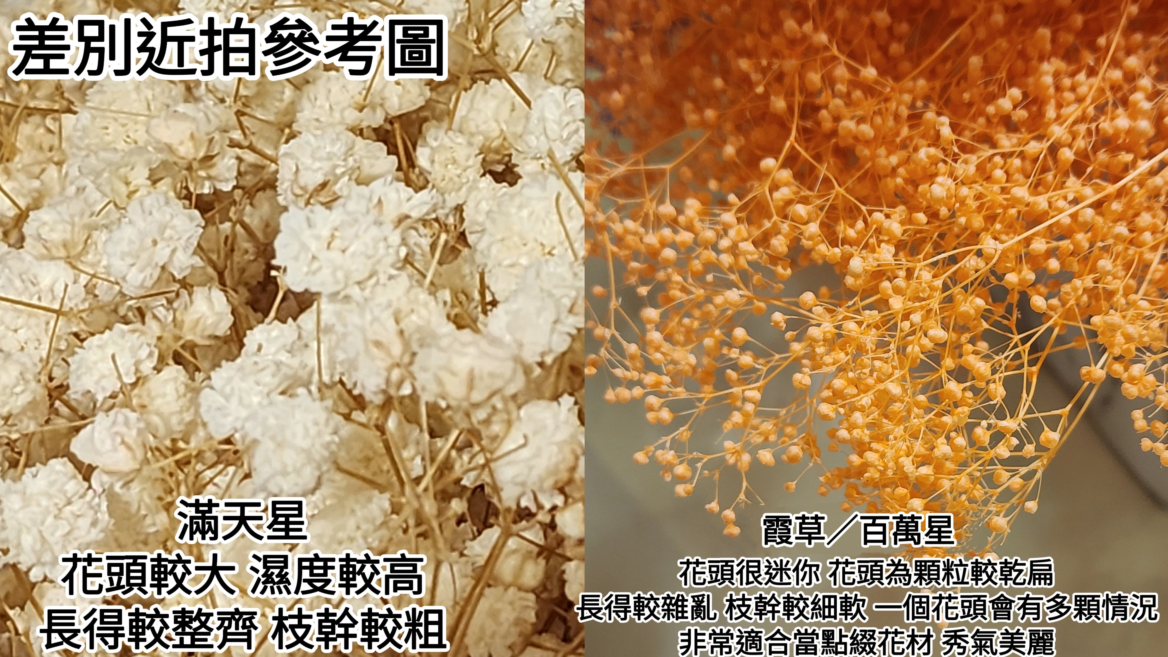 ❁霞草/百萬星❁