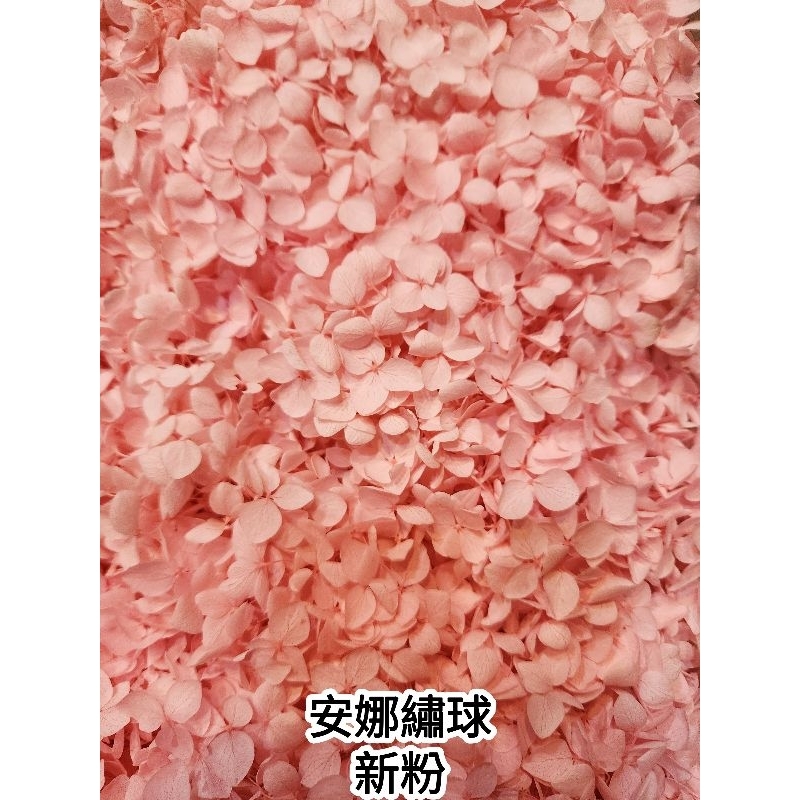 ★安娜繡球 亞特蘭繡球 單色雙色(6/30已更新)