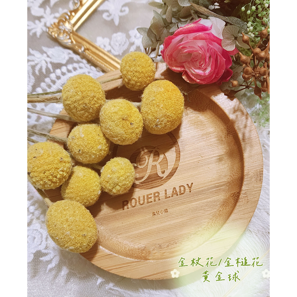 ✿金杖花/金槌花/黃金球/金杖球✿