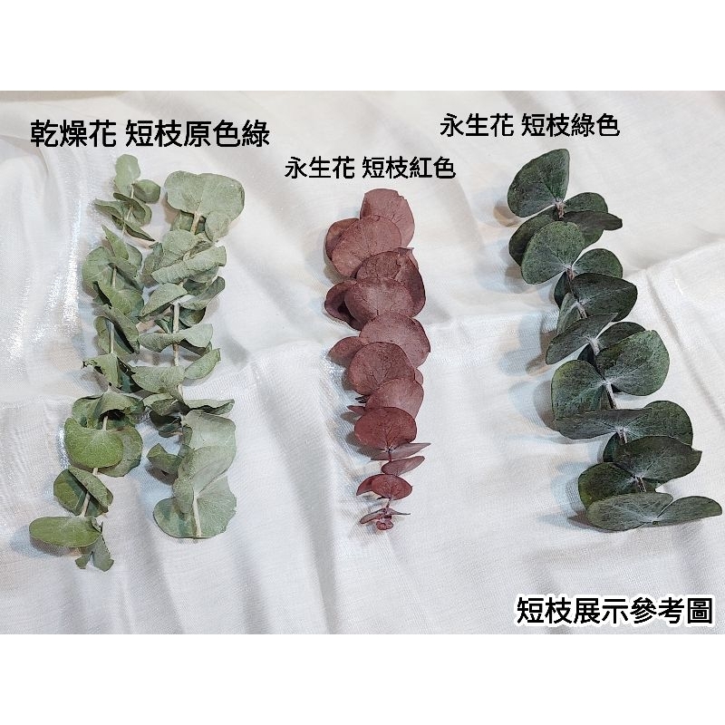 尤加利葉/小圓葉桉/大圓葉桉/蘋果桉（8／7已更新）