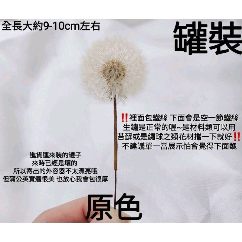 ❀蒲公英❀（7／25已更新）