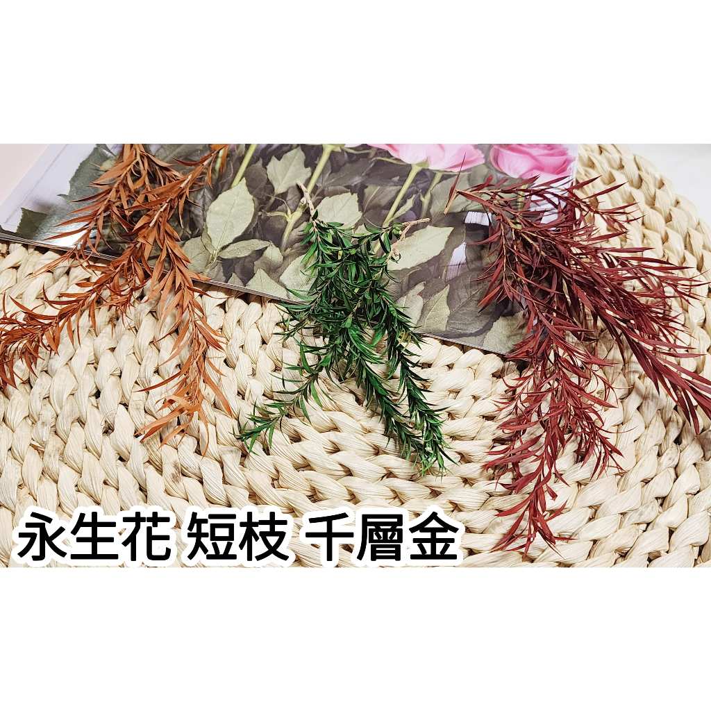 千層金/黃金串錢柳/細葉千層金/茶樹葉