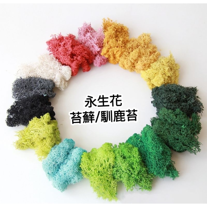 ★馴鹿草/苔蘚/馴鹿苔★（4／21已更新）