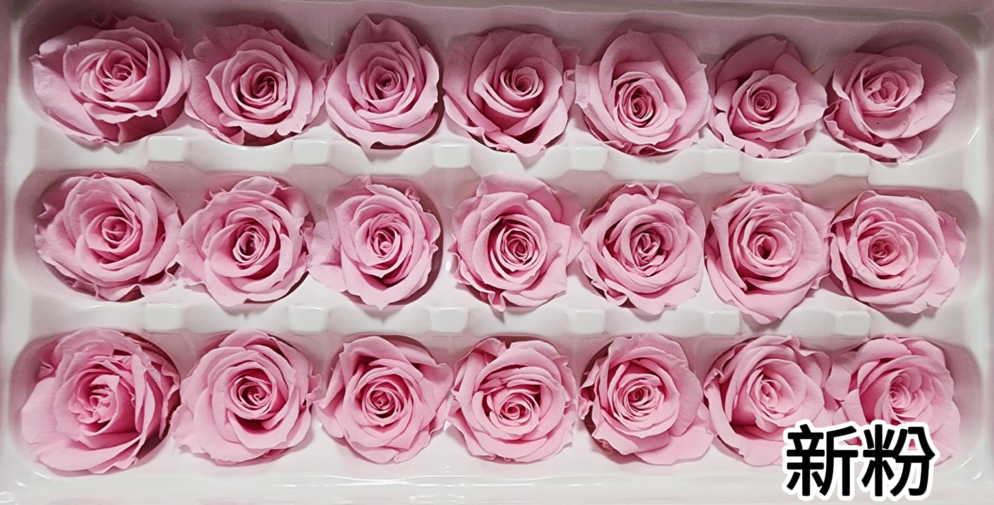 2-3偏3CM玫瑰❁素色 33色❁