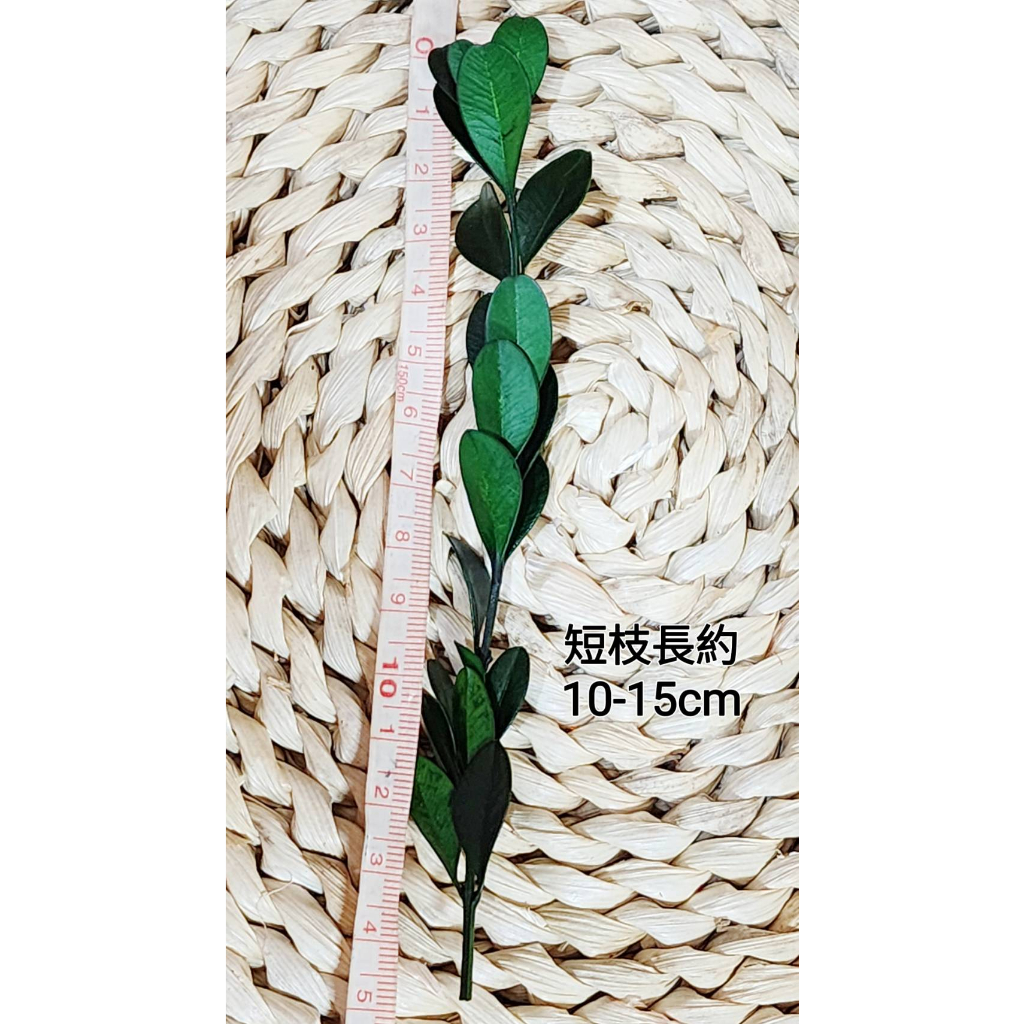 ✿黃楊/金柳✿(8/4已更新)