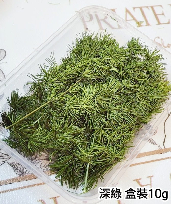 ♫蓬萊松/壽松♫