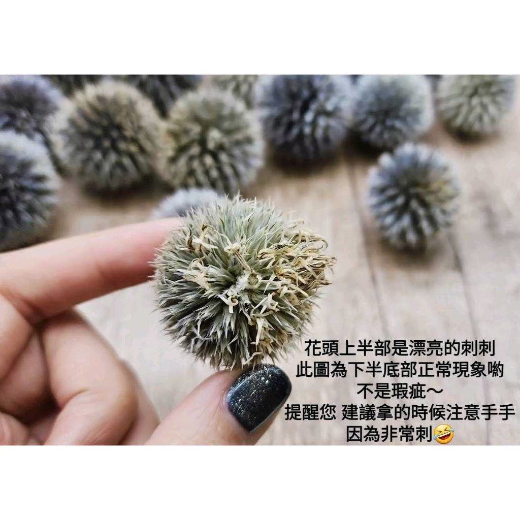 ❄山防風/藍星球❄(7/31已更新)