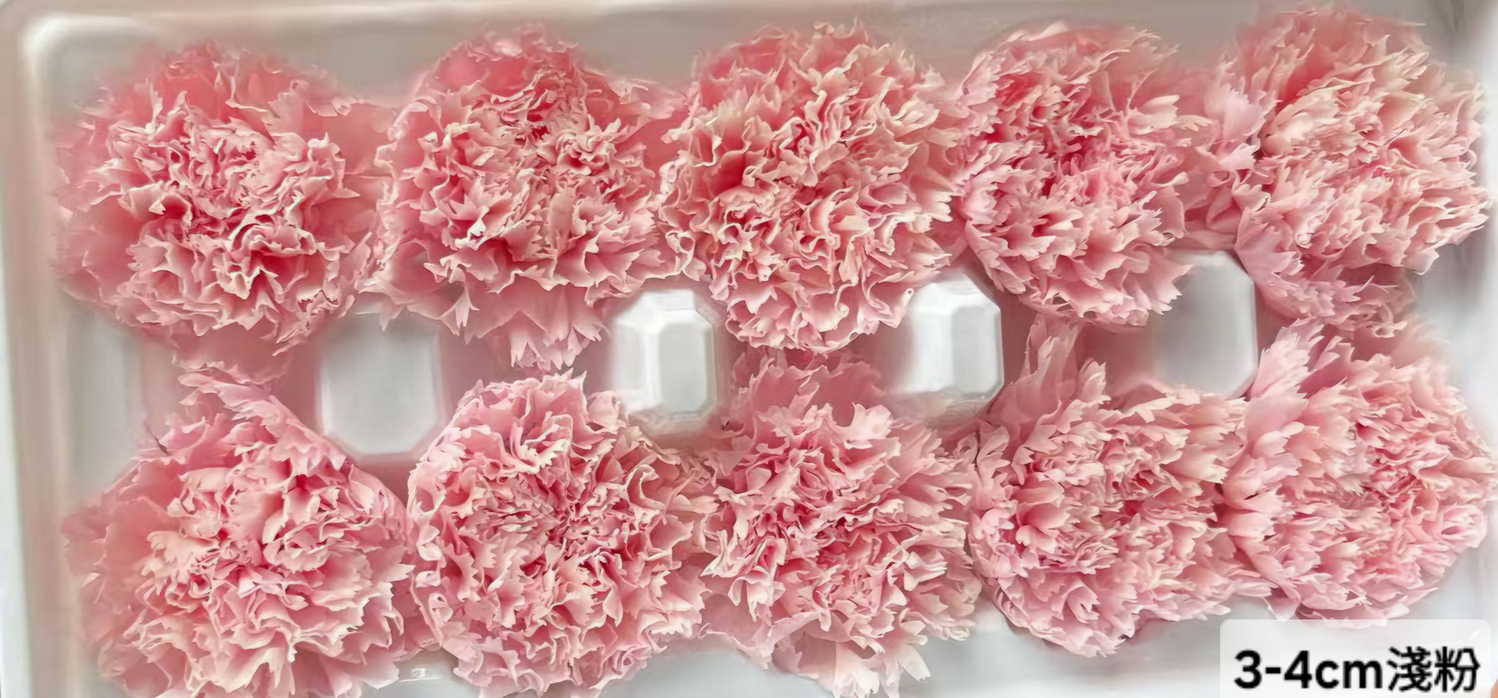 3-4cm康乃馨❁素色/特殊色 3色❁(4/21已更新)