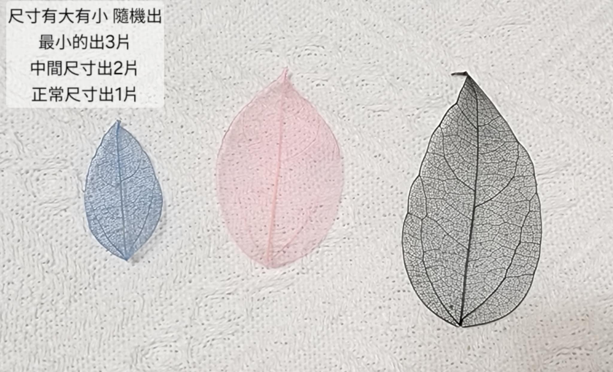 ☆葉脈/金剛葉☆(7/25已更新)