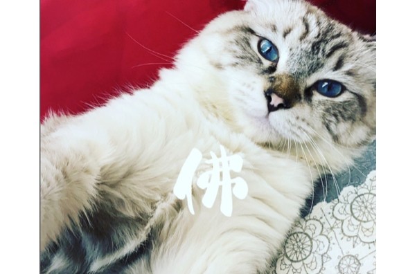 一次搞懂佛牌為什麼不要買