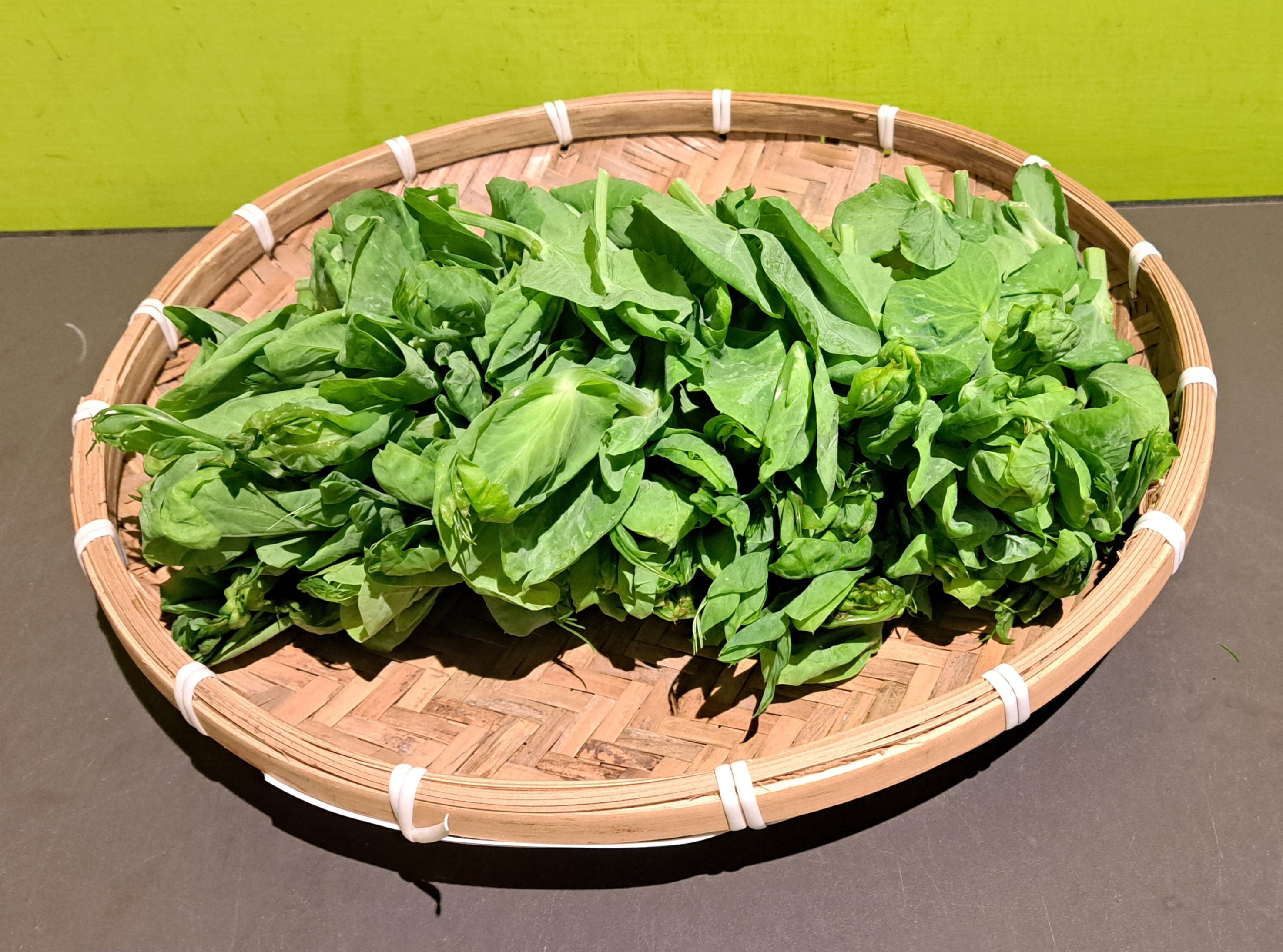 溫室-大豆苗 (份)