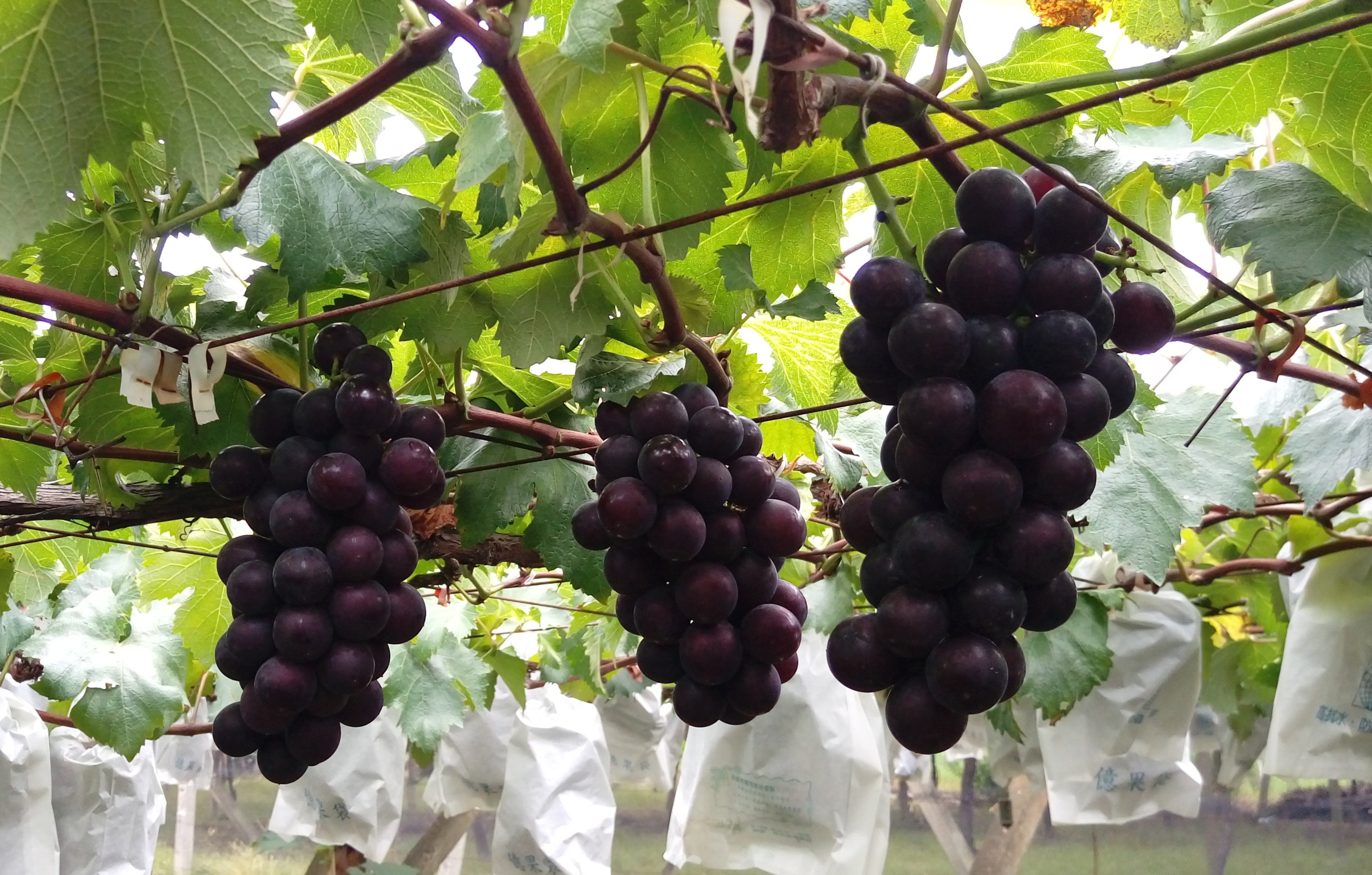 巨峰葡萄 (份)(採預約)