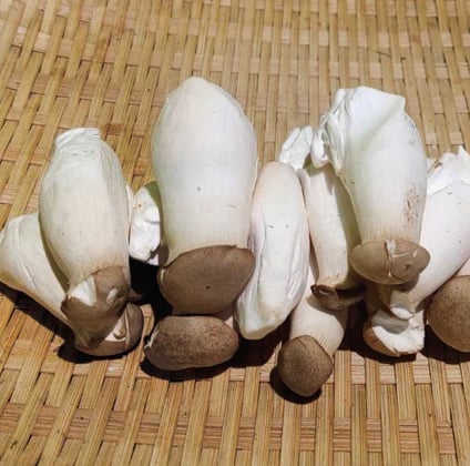 杏鮑菇 (份)(可搭配3份100元品項活動)